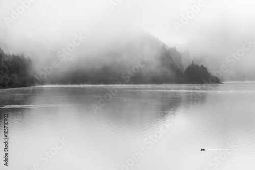 Fototapeta Naklejka Na Ścianę i Meble -  Quiet Reflections: Birds and Fog Over a Tranquil Lake in Monochrome