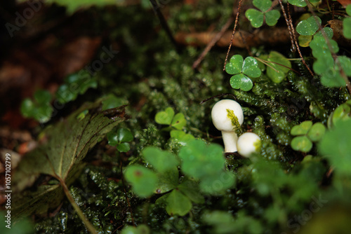 Obraz na płótnie vista macro di piccolissimi funghi bianchi in mezzo a del muschio verde e a del trifoglio w salonie