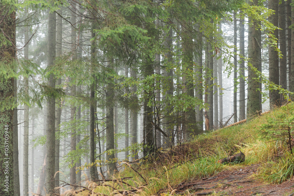 Fototapeta premium dettagli di un bosco di montagna lungo un pendio erboso, coperto da una leggera nebbia, di giorno, in autunno