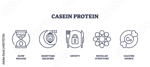 Casein protein icons depict slow release, nighttime recovery, satiety, micellar structure, and calcium source. Outline icons set.