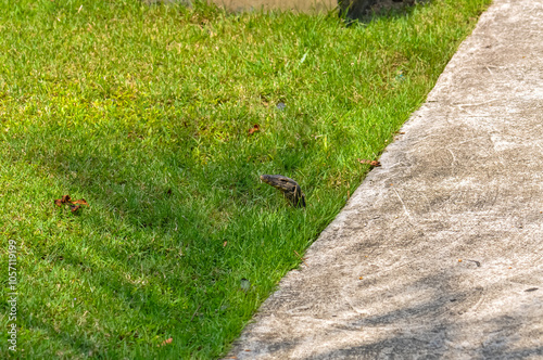 The monitor lizard is hiding in the grass. The monitor lizard's head is peeking out from the grass. photo