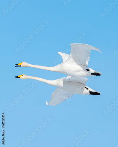 Whooper swan in Swedish winter lake.