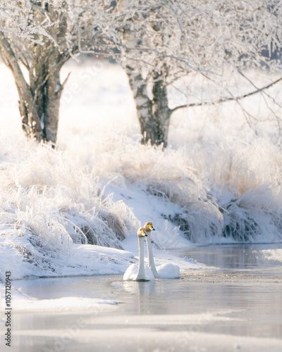 Whooper swan in Swedish winter lake.