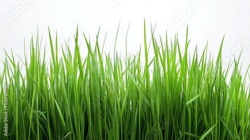 A long green grass field with no other objects