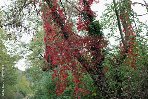 dettaglio di una pianta rampicante dalle foglie rosse cresciuta su un albero deciduo photo