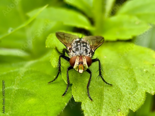 Sarcophaga carnaria fly on a leaf photo