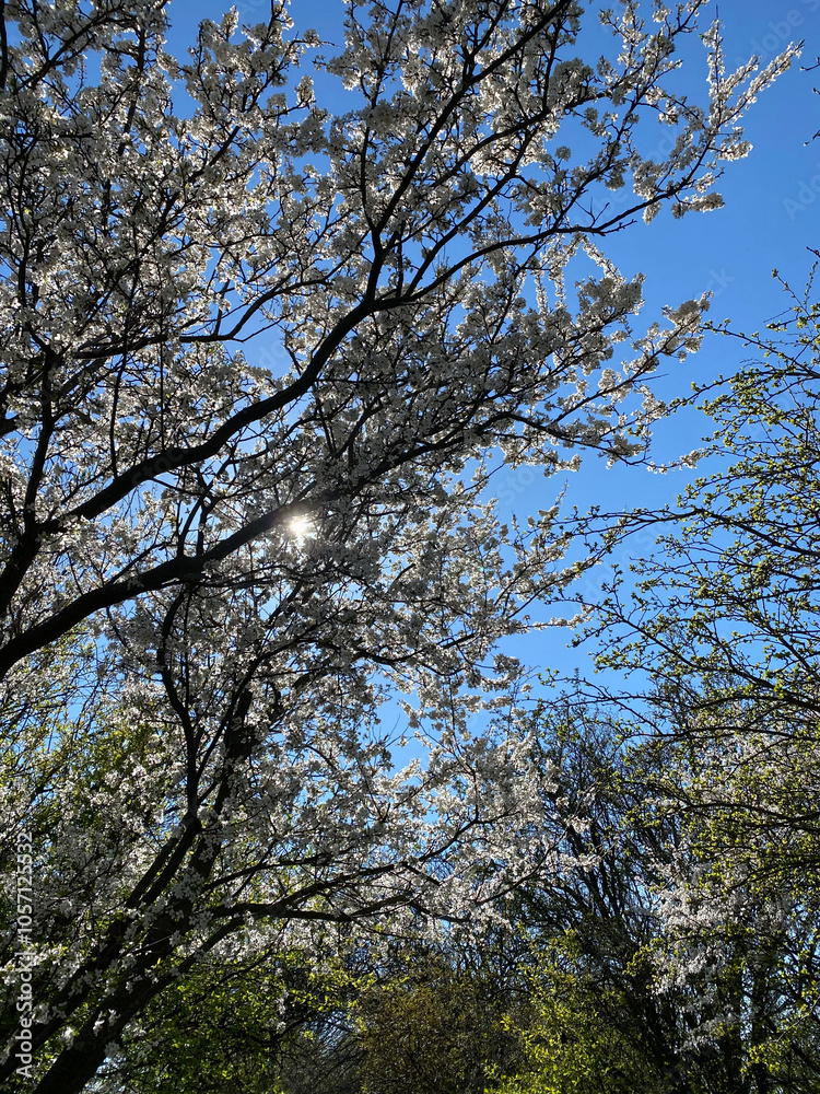 Fototapeta premium Spring in sweden