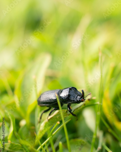 beetle on green grass. 