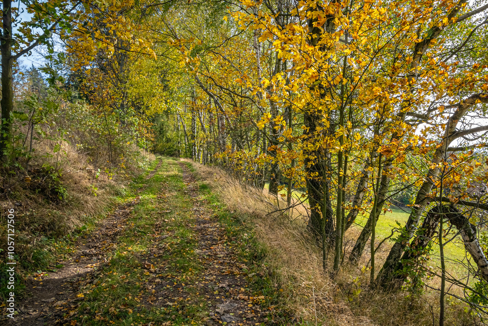 Path through autumnal countryside with colorful birches Path through autumnal countryside with colorful birches