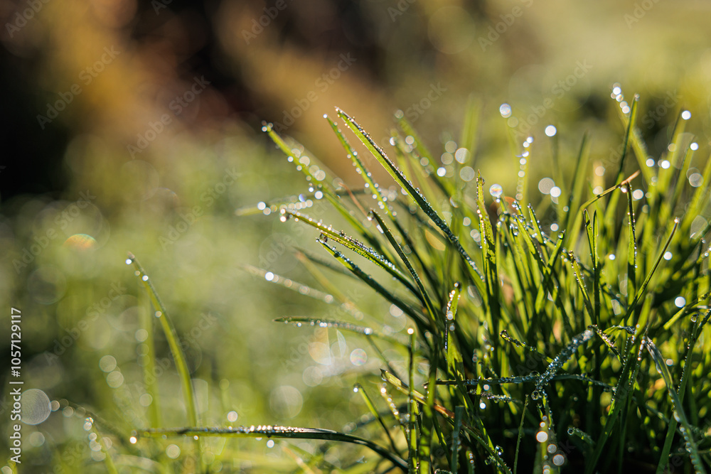 vista macro di fili d'erba in un prato, bagnati da alcune piccole gocce di pioggia ed illuminate dal sole, di giorno
