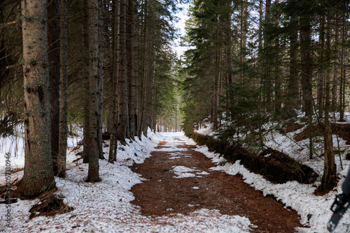 strada sterrata che attraversa un fitto bosco di conifere innevato, in montagna, nell'Italia nord orientale, di giorno, in inverno photo