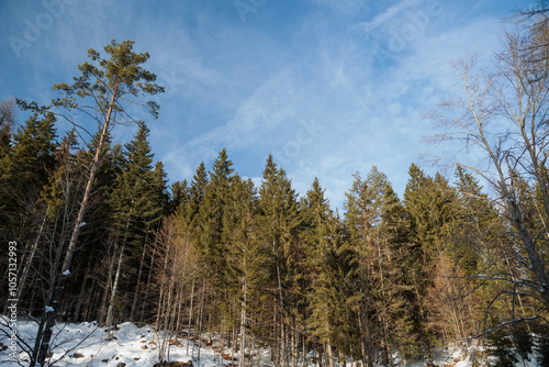 vista nel dettaglio di un bosco di abeti verdi in un ambiente di montagna, di giorno, in inverno, sotto un cielo sereno, velato da una leggera foschia photo