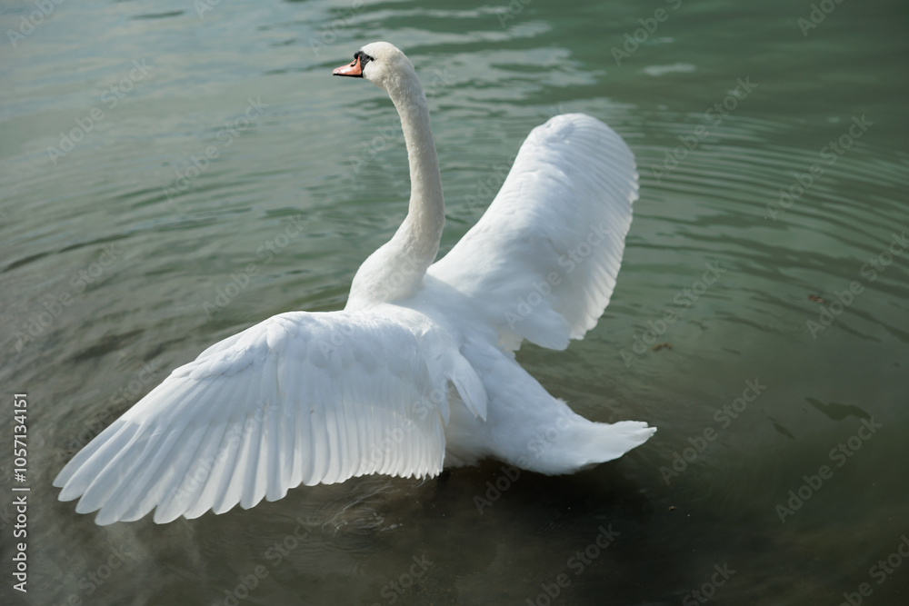 Naklejka premium bellissimo cigno bianco adulto visto da vicino, mentre distende le ali nell'acqua bassa di un lago, durante il giorno
