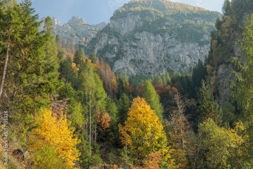 Obraz na płótnie dettagli dei pendii di un'alta montagna, visti dal basso, che si estendono verso la cima, coperti da grandi alberi dai colori variabili e autunnali di una vasta foresta w salonie