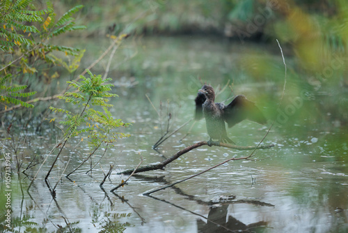 ritratto di un giovane cormorano su un ramo mentre muove le ali, in tranquillità, in una palude piena d'acqua, circondato da piante photo