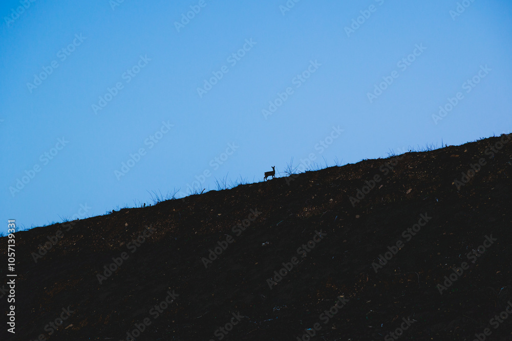 Fototapeta premium effetto ottico che mostra da molto lontano un piccolo e giovane capriolo su un pendio di una collina, di sera, con un cielo azzurro e sereno