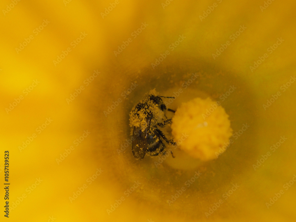 Obraz premium カボチャの花の中のマルハナバチ