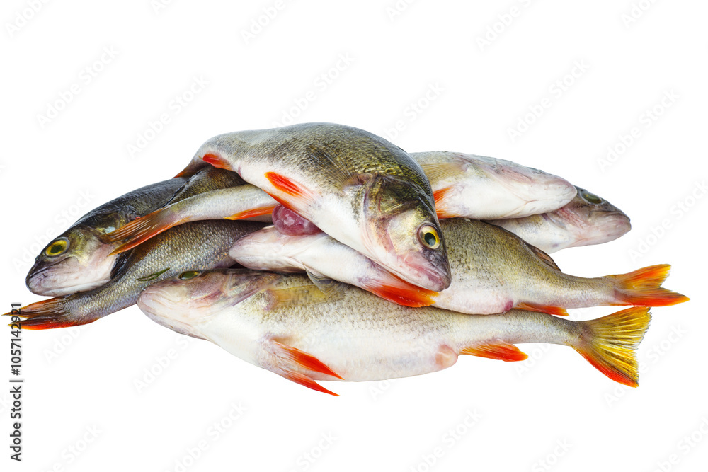 Pile of bass fish isolated on white background. Pile of bass fish isolated on white background.