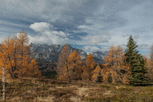 vista panoramica che si estende da un bosco di conifere vicine, in primo piano, in autunno, di mattina, verso una lunga ed alta catena montuosa distante, sotto un cielo nuvoloso, in Veneto photo