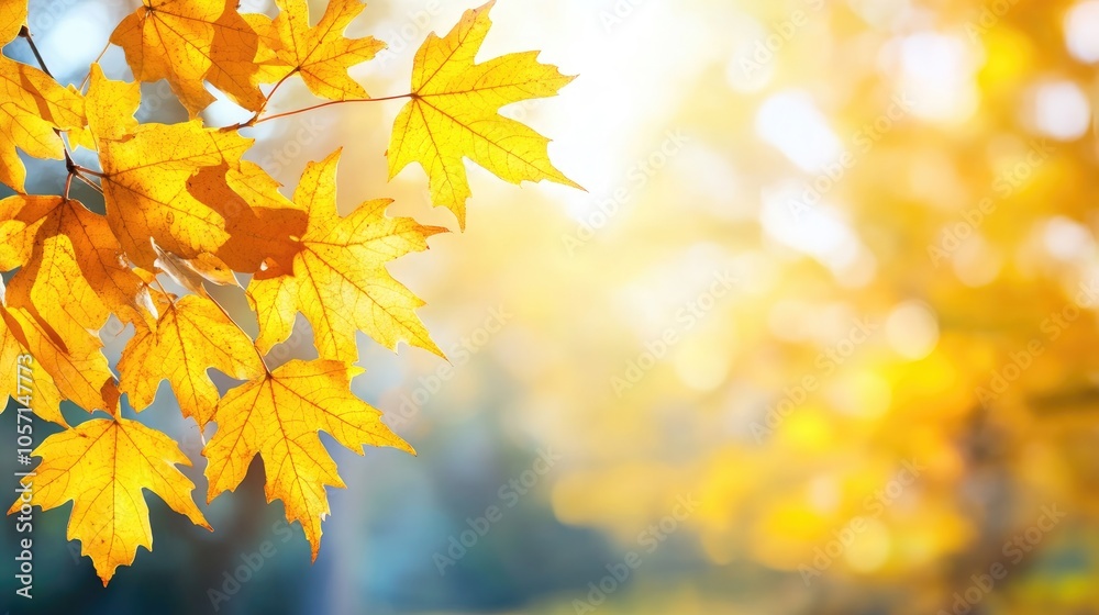 Autumn yellow maple leaves illuminated by warm sunlight set against a blurred park background creating a beautiful natural scene Autumn yellow maple leaves illuminated by warm sunlight set against a blurred park background creating a beautiful natural scene