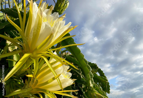 Selenicereus undatus, White-fleshed pitahaya,or dragon fruit tropical plant with flores.Selective focus. photo