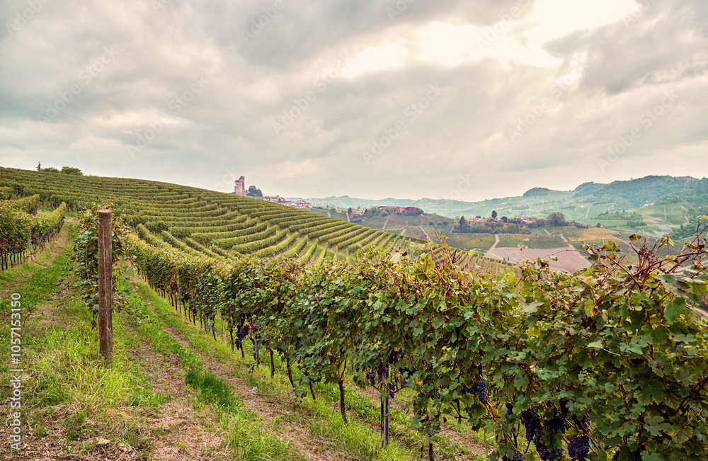 Panoramic landscape of vineyards in the rolling hills of the Langhe in Piedmont, Italy. In the background the hill with the town of Serralunga d’Alba on top. Panoramic landscape of vineyards in the rolling hills of the Langhe in Piedmont, Italy. In the background the hill with the town of Serralunga d’Alba on top.