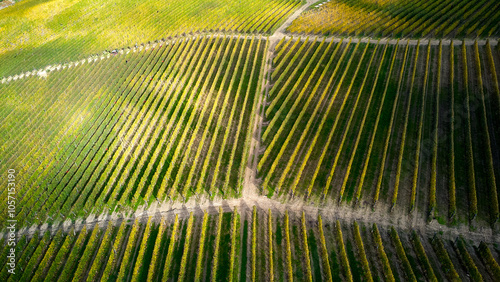 Panoramic view from above of vineyards in the rolling hills of the Langhe in Piedmont, City of Monforte d'Alba, City of Barolo, City of La Morra, Italy