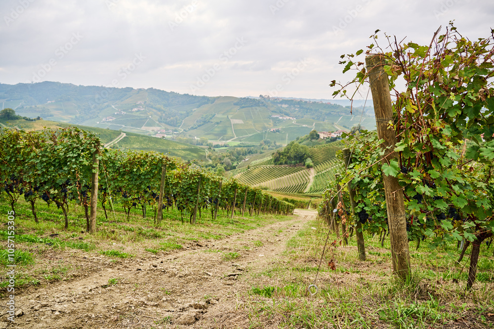 Fototapeta premium Green rows of vines laden with bunches of ripe grapes ready for harvest