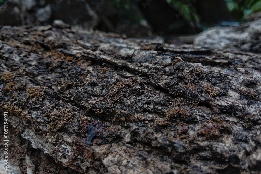 close up of a tree texture close up of a tree texture