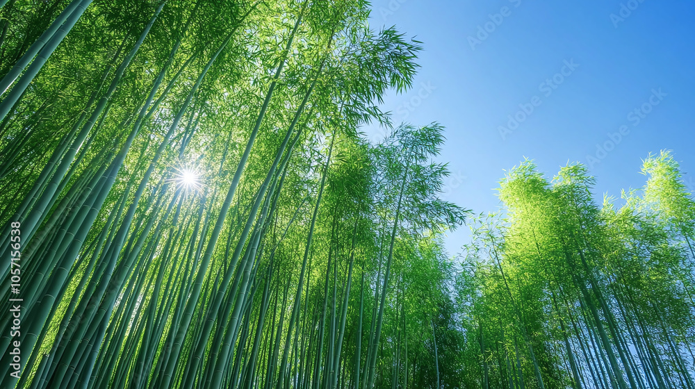 A panoramic view of a bamboo plantation, illustrating rows of tall, green bamboo plants swaying gently in the breeze under a clear blue sky A panoramic view of a bamboo plantation, illustrating rows of tall, green bamboo plants swaying gently in the breeze under a clear blue sky