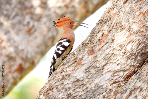 Hoopoe on the soft light ( Upupa epops )Cute bird on the willd nature it flies to the nest and carries food for the female for the young, the best photo