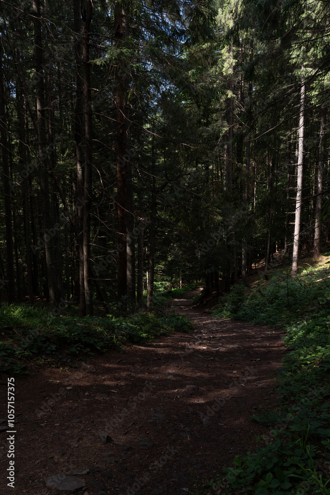Fototapeta premium path in the forest