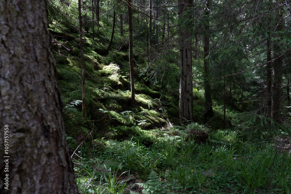 Obraz premium trees in the forest