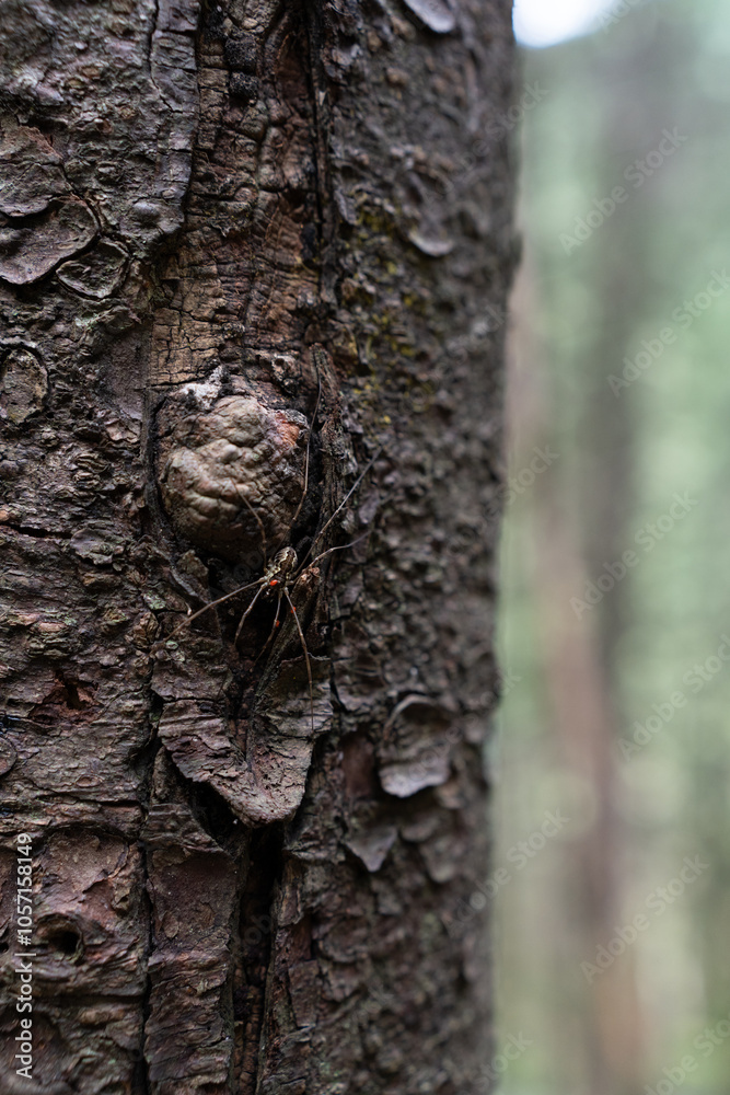 bark texture