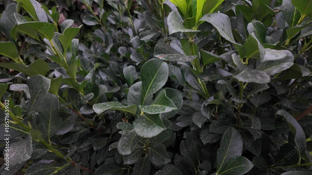 Abstract slow motion video of plants foliage close up Abstract slow motion video of plants foliage close up