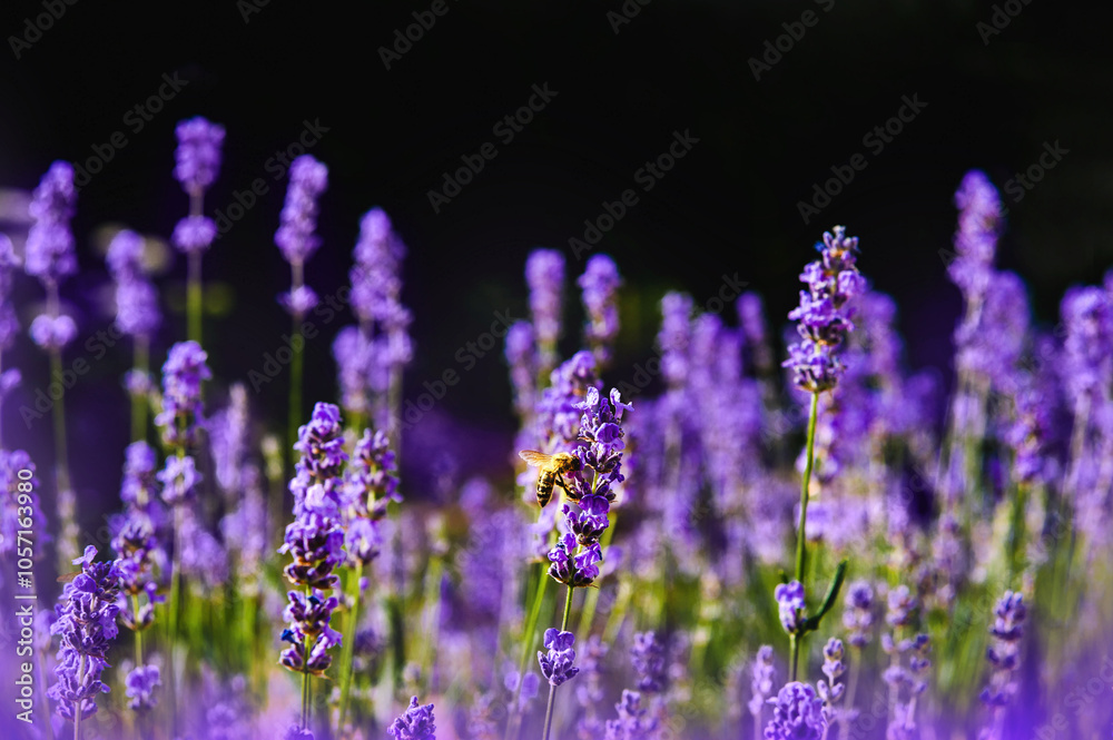 Obraz premium Lavender field and bee.