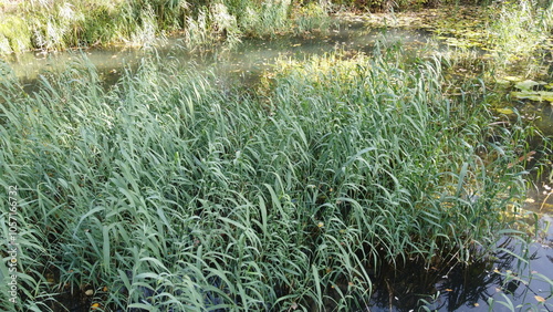 A beautiful lake in the park overgrown with reeds.