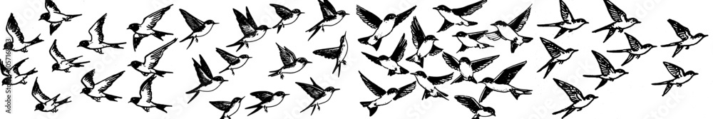 Various flying birds flock in different poses. Cartoon hand drawn swallows in fight, kids illustration isolated on white background. A colourful image of freedom swallows. Various flying birds flock in different poses. Cartoon hand drawn swallows in fight, kids illustration isolated on white background. A colourful image of freedom swallows.