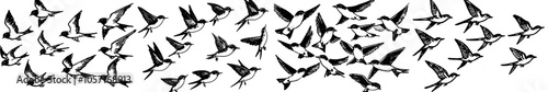 Various flying birds flock in different poses. Cartoon hand drawn swallows in fight, kids illustration isolated on white background. A colourful image of freedom swallows.