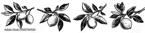 Drawing of a hand drawn lemon, whole fruit with leaves, contemporary black and white illustration for lemonade or juice packaging, decorative plant for labels or posters.