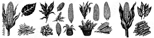 A hand drawn corn cob. A grain and leaf illustration for food package labels and restaurant menus. A set of modern botanical engraving elements.