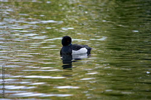 Ente auf dem Wasser photo