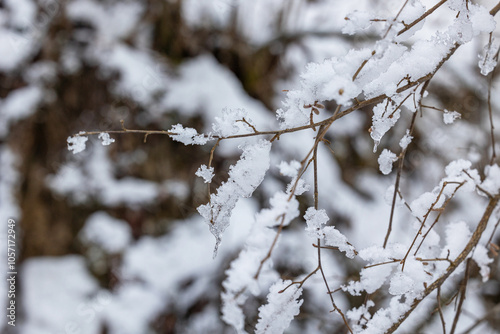 Obraz na płótnie vista macro in primo piano dei rami sottili di una piccola pianta coperti da neve ghiacciata, in un ambiente naturale, con sfondo sfuocato, in inverno w salonie