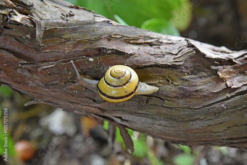 The vine snail is an invertebrate photo