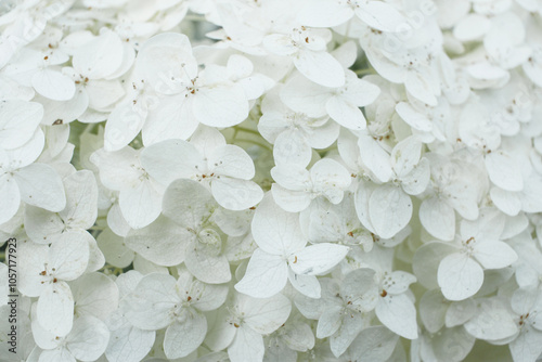 White hydrangea. Flowers close up.