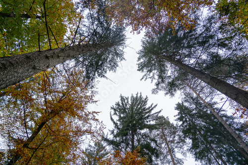 Whispers of Autumn: A Symphony of Orange and Gold at Stuttgart’s Hidden Gem, Bärensee photo