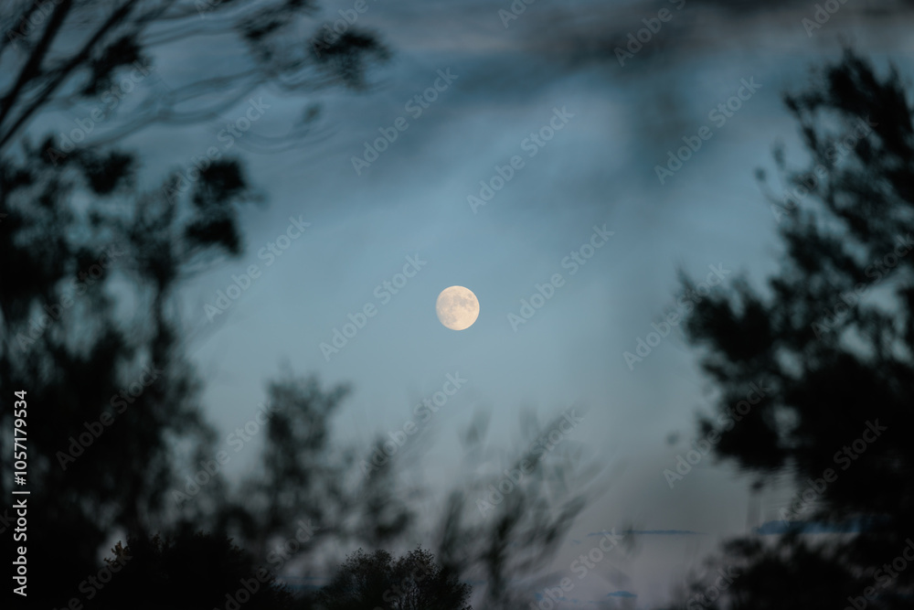 luna piena nel cielo azzurro e sereno, vista da dietro le sagome di varie piante ed alberi, al tramonto