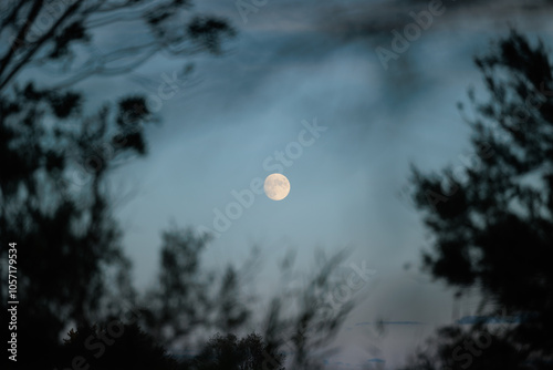 Obraz na płótnie luna piena nel cielo azzurro e sereno, vista da dietro le sagome di varie piante ed alberi, al tramonto w salonie