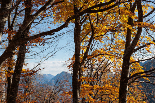 dettagli dei rami di alcuni alberi dalle foglie decidue e di colore giallo ed arancione, illuminate dal sole, di mattina in autunno, con cielo blu e sereno sullo sfondo, in montagna, nel nord Italia photo