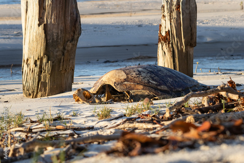 Sea turtle skeleton carcass shell on beach, nature natural life and death cycle, K'gari, Fraser Island, Queensland, Australia photo